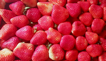 Frutillas---Imagen-destacada-Web-FSP